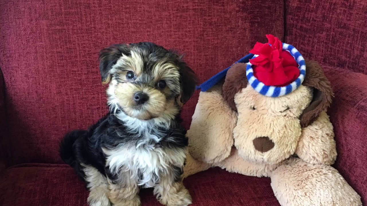 Micheline's Pups feeding program