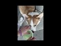 HOOPET外出折疊碗 附掛鈎 (寵物摺疊碗 寵物摺疊隨行碗 矽膠碗) product youtube thumbnail