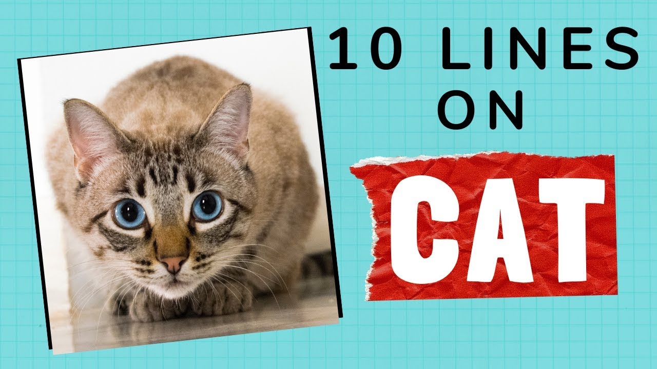 10 Lines on CAT in English