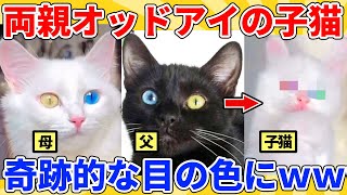 【2ch動物スレ総集編】オッドアイの両親から生まれた子猫→目の色がすごすぎる