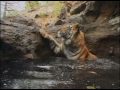 Тигр купается | Tiger takes bath