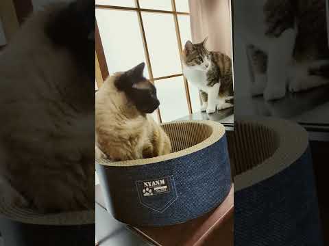 目と目が合う猫 - cats see each other - #Shorts