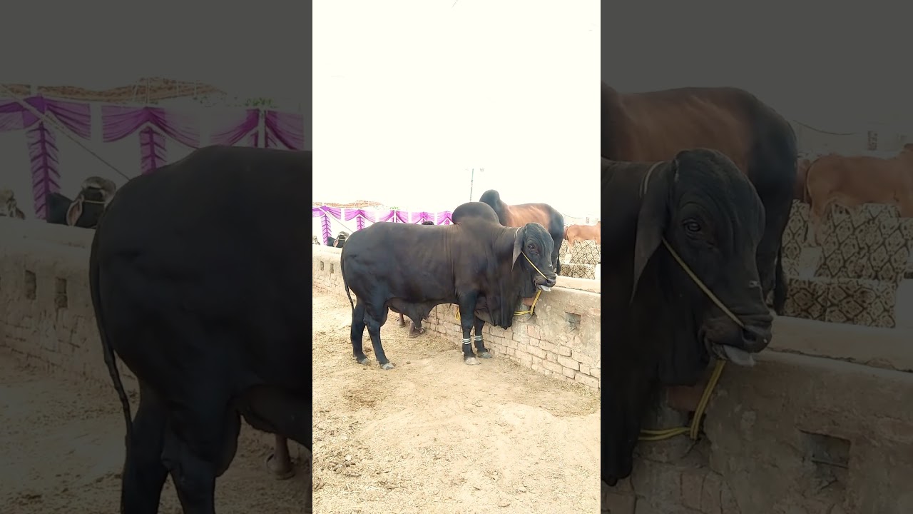 Blacky Multan Cow Mandi 