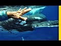 罕見畫面：潛水遇鯊魚  鯨魚「即刻救援」《國家地理》雜誌