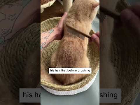 Video: Kā nokļūt sveču vasks pie kaķu vai suņu kažokādas