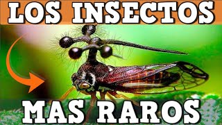 Los 8 Insectos mas extraños y exóticos del mundo