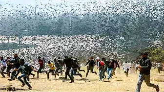 Massive Animal Invasions & Migrations Caught On Camera