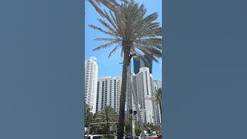 SILVER DATE PALM TRIMMING! #palm #palmtree #treetrimming #landscape #landscaping #chainsawman