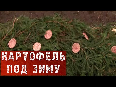 Картофель сажаем под зиму