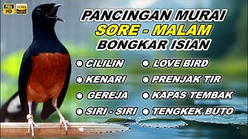 🔴 LIVE 05 - Pancingan Murai Batu Pagi Hari Full Isian Tembakan kasar Murai Macet Pasti Nyaut