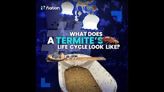 What does a termite’s life cycle look like
