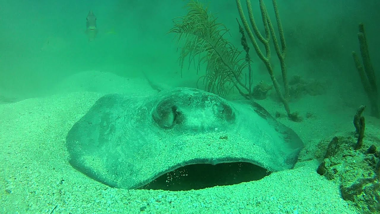 Caribbean Whiptail Stingray - YouTube