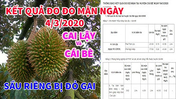 TIỀN GIANG | Cập Nhật Tình Hình Nước Mặn Ở Cai Lậy - Cái Bè | Sầu Riêng Bị Đỏ Gai | DuyQuang Store