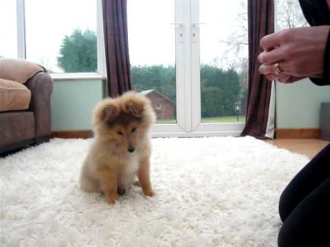 Danny Dog - My Very Cute Sheltie Puppy Doing His First Tricks