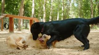 Pure Dog Joy Watch These Happy Pups Live Their Best Life The Petzo