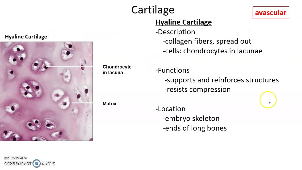 Human Anatomy Chapter 4 Tissues Part 2 - YouTube