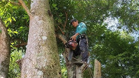 Cưa  cây  xoài  siêu  to, Mango Tree. Cưa  cây  kỷ  thuật  cao