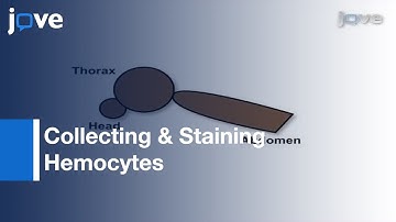 Collecting & Staining Hemocytes From Yellow Fever Mosquito Aedes aegypti l Protocol Preview