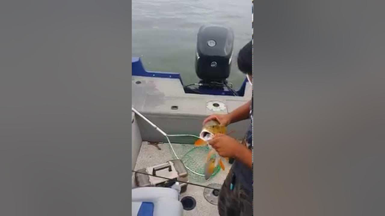 How to catch fish without bait! YouTube