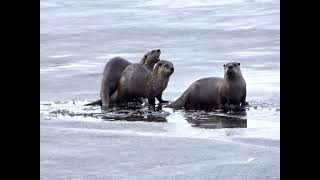Bear Lake Otters 240311