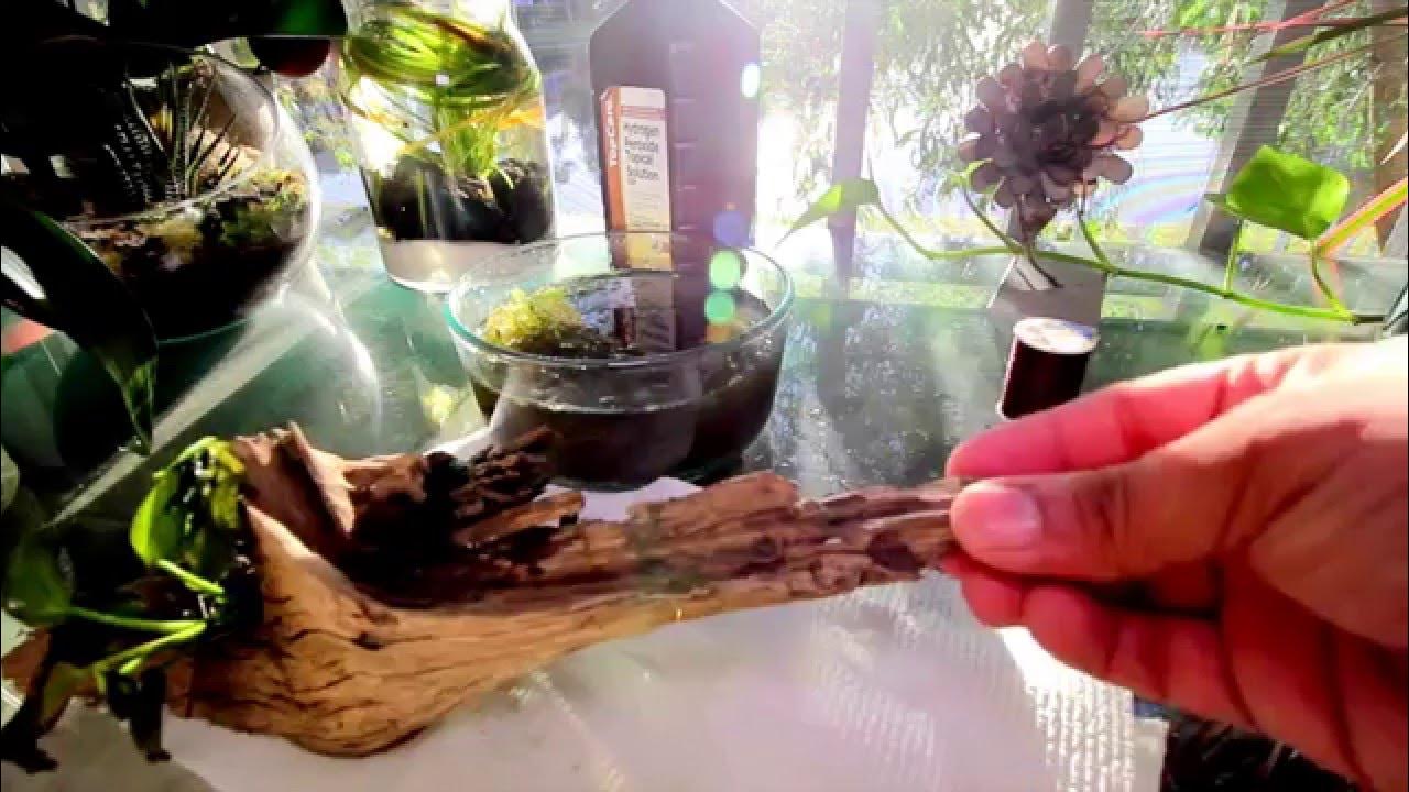 How to Attach plants and Moss to Wood or rocks YouTube