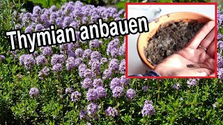 Thymian Aussäen & Anbauen Anleitung - Thymian Selber Ziehen Und Pflanzen Für Garten & Balkon