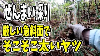 2024-04-23【山菜採り】手がもうダメだ！な急斜面のゼンマイ採り！