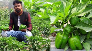 ক্যাপসিকাম চাষ - সাড়ে ৩ বিঘা জমিতে ক্যাপসিকাম চাষ করে ৮ লাক্ষ ৫০ হাজার আয় - Capsicum Cultivation