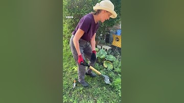 How To Get Rid Of Invasive Weeds