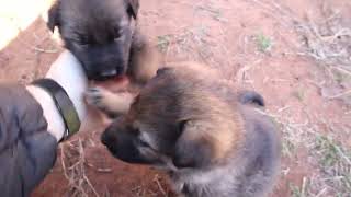 ATS German Shepherd Family Puppy Time 30 days old!