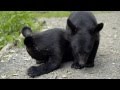 Фильм о медвежатах Приморского Сафари-парка