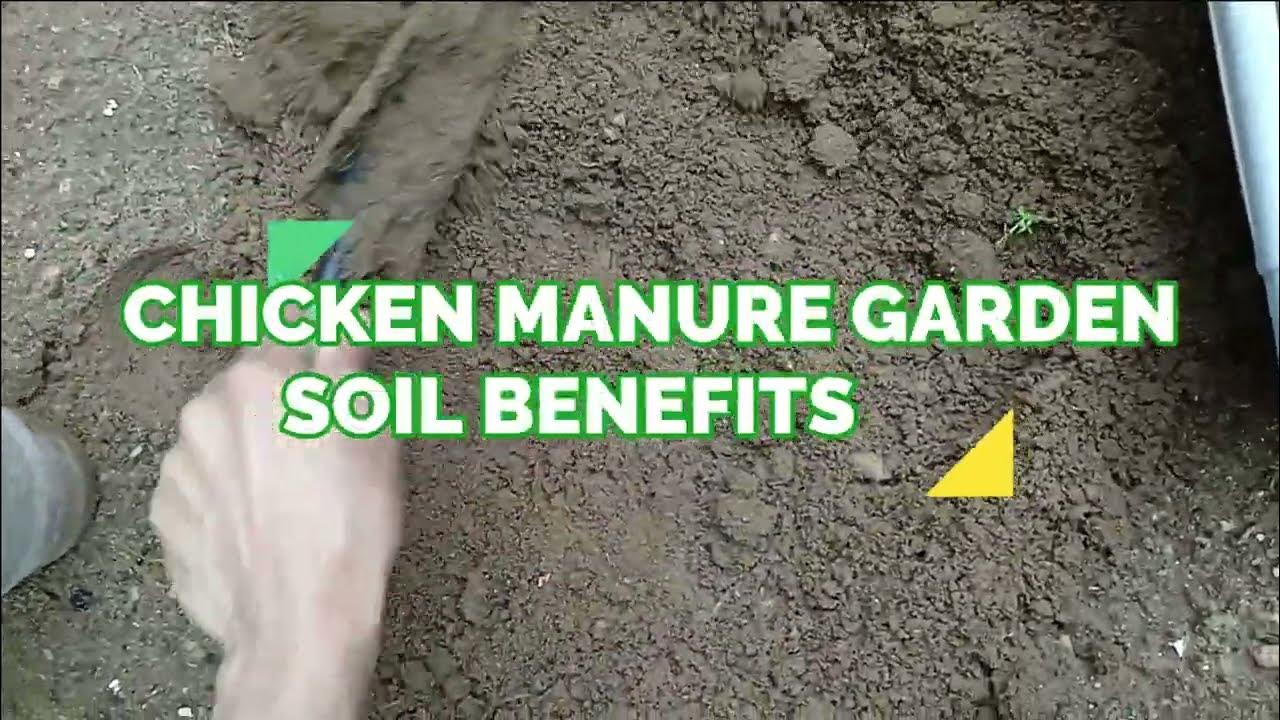 how much chicken manure per gallon of soil