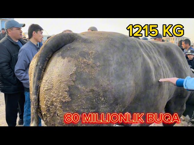 Qozonda jinsiy aloqa izlayapman