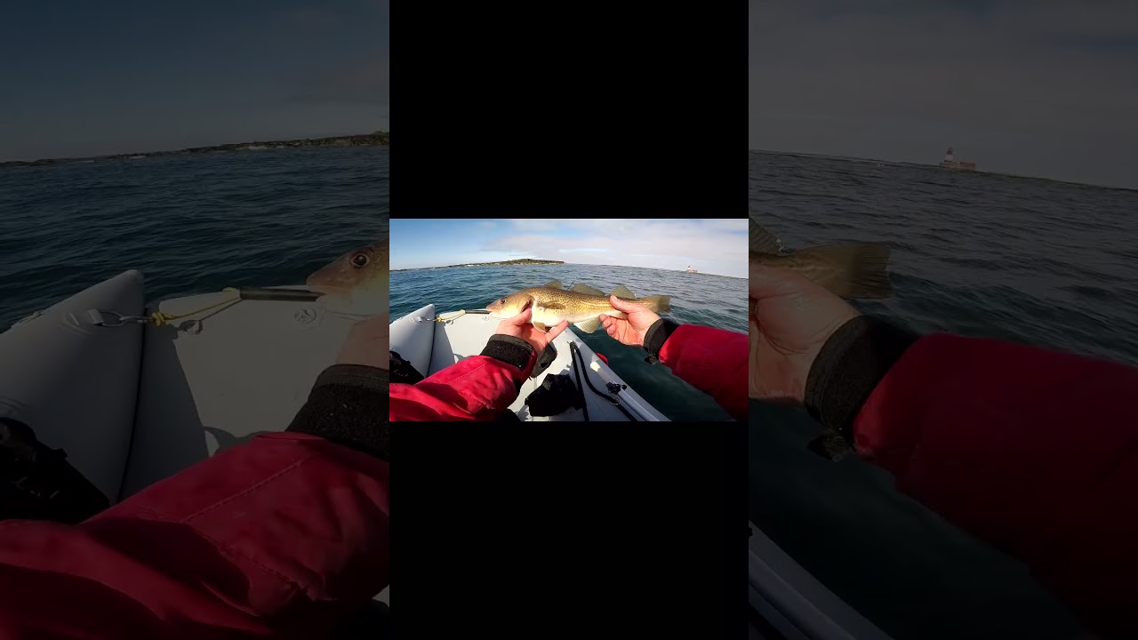 Fish Frenzie Farne Islands UK  