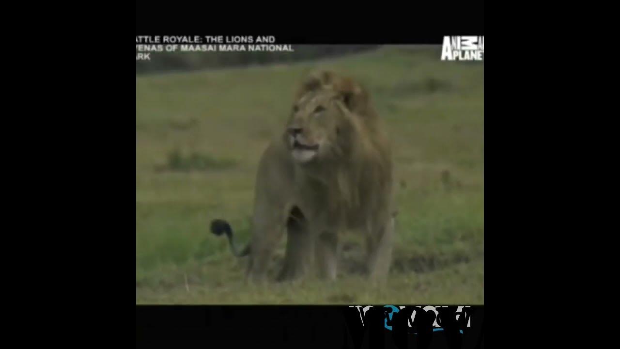 Male Lion killing hyena's cub - YouTube