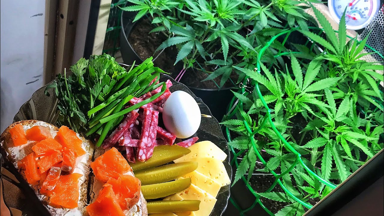 выращивание марихуаны для себя