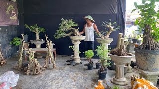 Download Lagu TANGGAL TUA OBRAL BONSAI 😱😱BERSAMA CAK KAMIL minat wa 085150612663 MP3