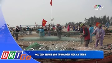 Ngư dân Thanh Hóa trúng đậm mùa cá trích