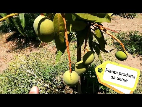 Video: Propagazione dell'albero di mango: scopri l'innesto degli alberi di mango
