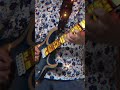 Plug in baby cover #guitar #rock #guitarcover