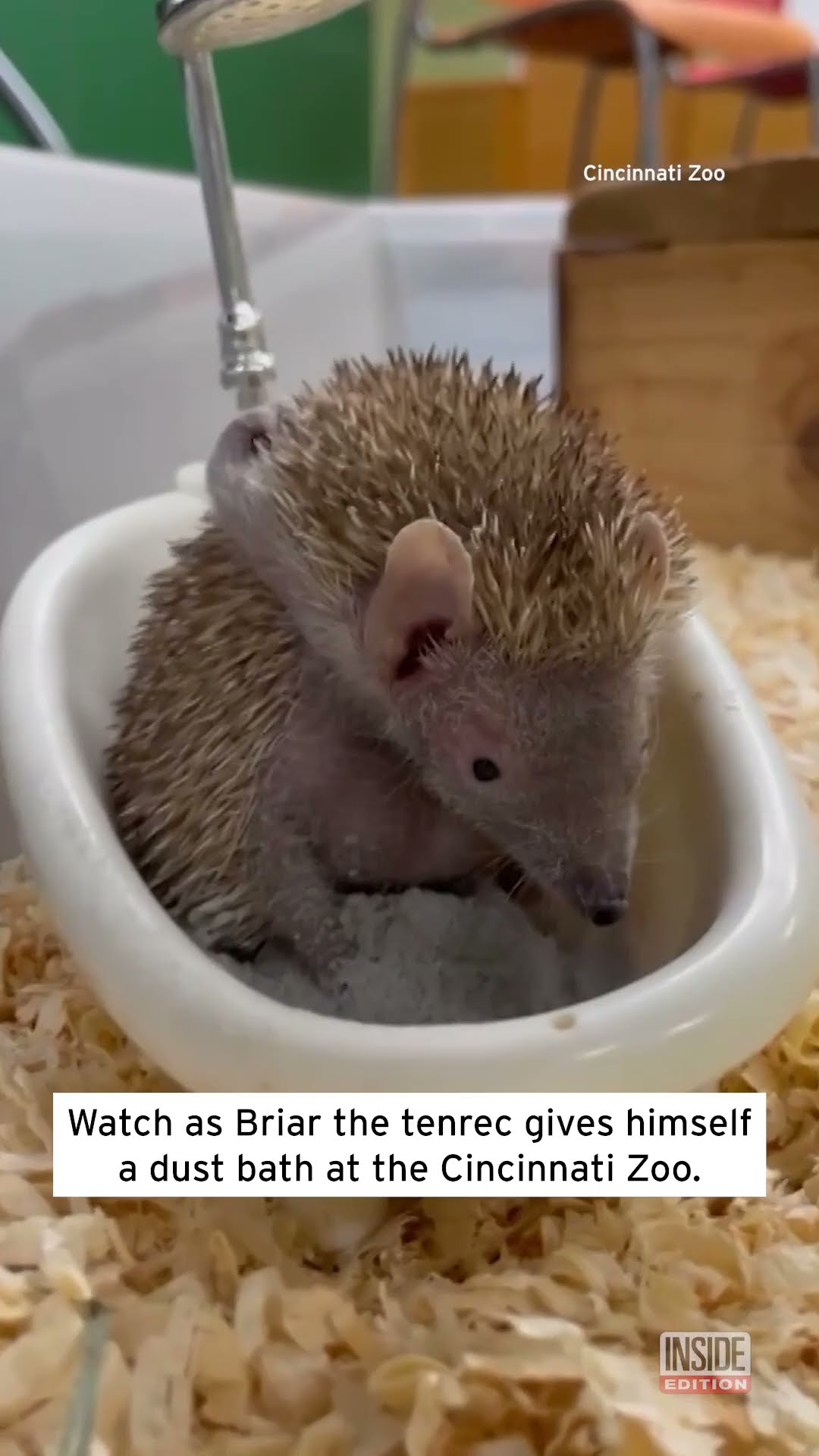 Tenrec Gives Himself a Dust 'Bath' #shorts