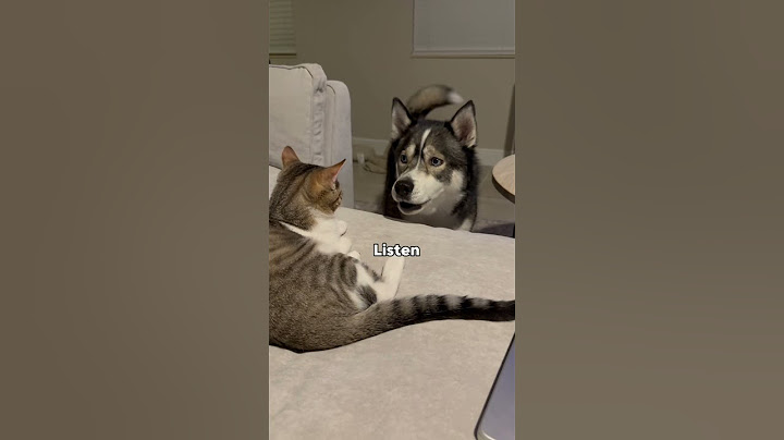 My dog argues with the cat #dog #dogs #husky #huskies #cat #cats