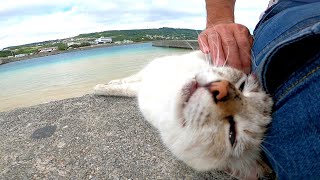 防波堤に野良猫が寝ていたので隣に座ったら寄り添ってきた