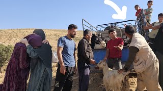 Download Lagu Nomadic Family Crisis: Benjamin Returns + Sheep Sale Trouble! 🔥🐑🏠 MP3 Download Lagu Nomadic Family Crisis: Benjamin Returns + Sheep Sale Trouble! 🔥🐑🏠 MP3