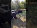 These Two Always Leading The Herd! #kentucky #cow #hungry #agriculture #farming #leader #pasture