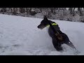 Sibirisches Wetter - Kälte mit Dobermann Hund Jeff