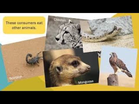 Sahara Desert Food Chain | Hands-On Education | Animals for Kids | Science for Kids