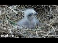 Two Harbors Bald Eagle Cam powered by EXPLORE.org