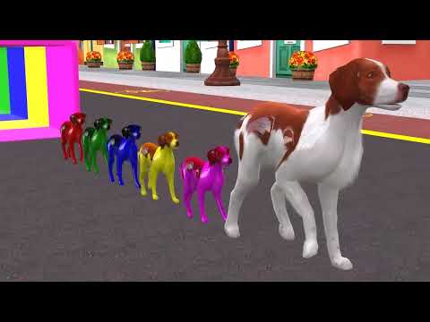 Los animales se transforman.