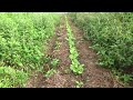 【自然農】2021年9月11日畑の様子　ブロッコリー・大根・白菜など